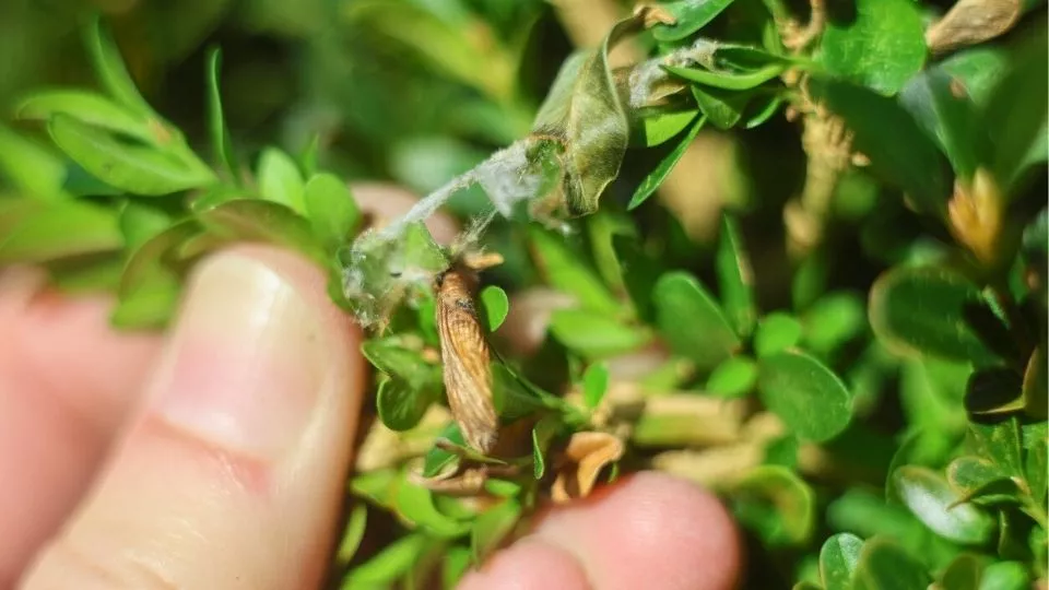 Afbeelding Buxusmot bestrijden: zo pak je het biologisch aan