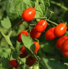 Cherrytomaat kweken: zo doe je dat