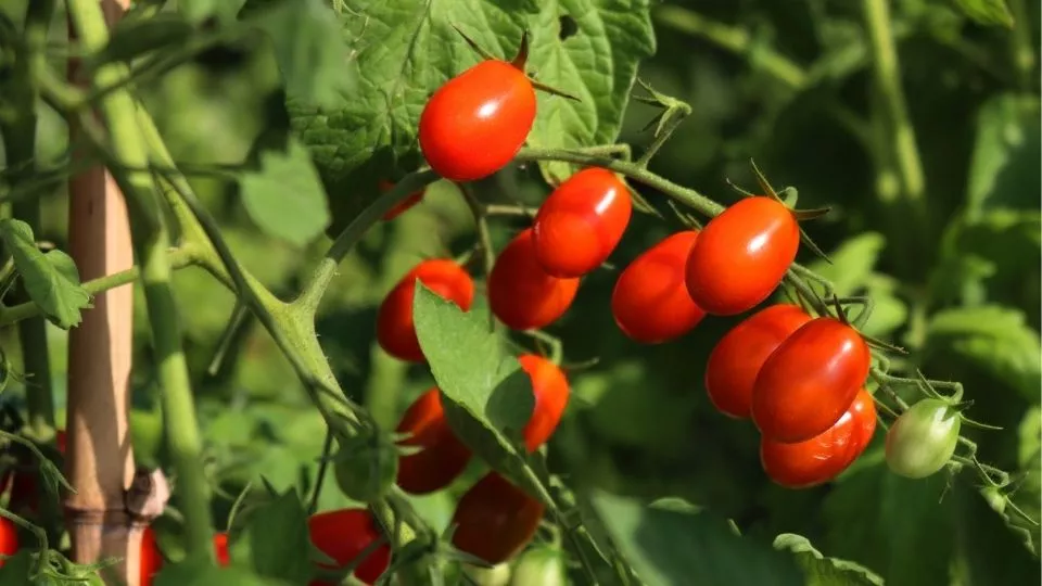 Afbeelding Cherrytomaat kweken: zo doe je dat