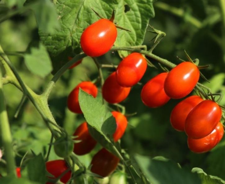 Cherrytomaat kweken: zo doe je dat