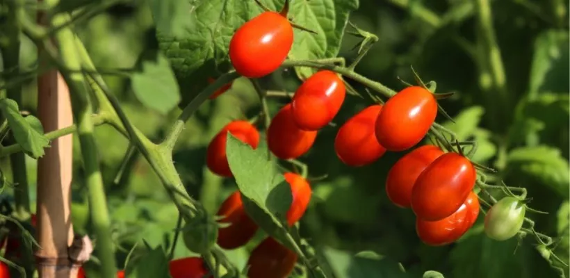 Cherrytomaat kweken: zo doe je dat