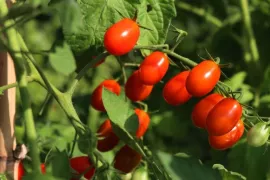Cherrytomaat kweken: zo doe je dat