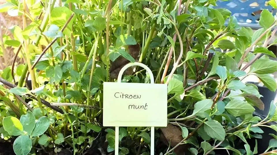 Afbeelding Munt: snelle groeier voor tuin en thee