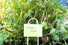 Munt: snelle groeier voor tuin en thee