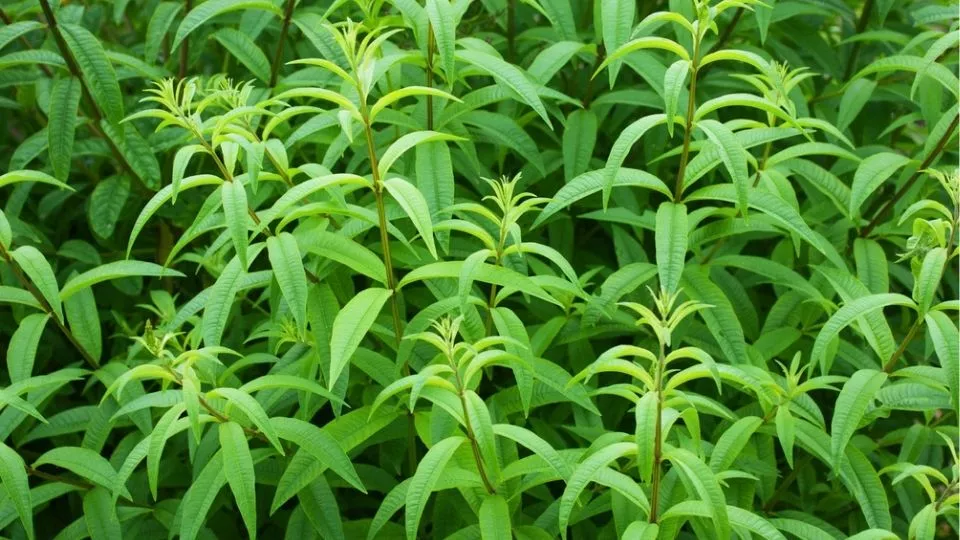 Afbeelding Citroenverbena stekken en verzorgen: alles voor een lange oogst