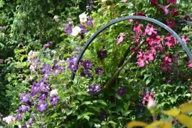 Welke clematis kies je? 8 sterke en kleurrijke soorten