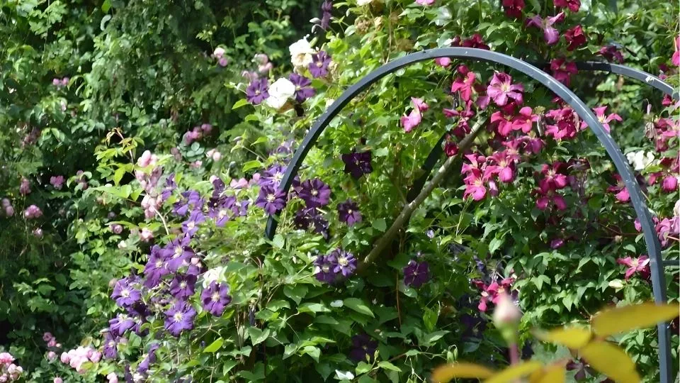 Afbeelding Welke clematis kies je? 8 sterke en kleurrijke soorten