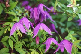 Clematis door dode boom leiden (video)