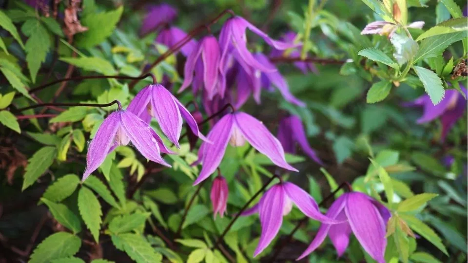 Afbeelding Clematis door dode boom leiden (video)