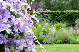 Clematis voor elk seizoen: kies soorten die elkaar opvolgen