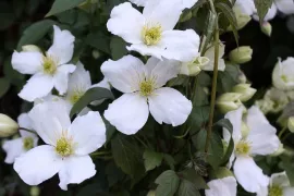 Clematis planten: dat doe bij voorkeur het najaar