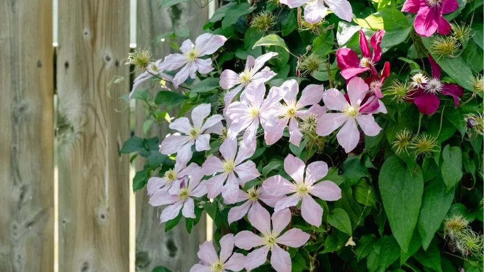 Afbeelding Clematis snoeien: zo weet je precies wat je wanneer doet