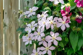 Clematis snoeien: zo weet je precies wat je wanneer doet