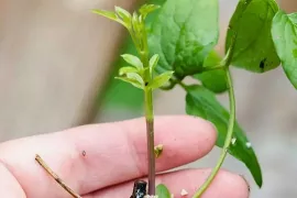 Clematis stekken: zo pak je het aan