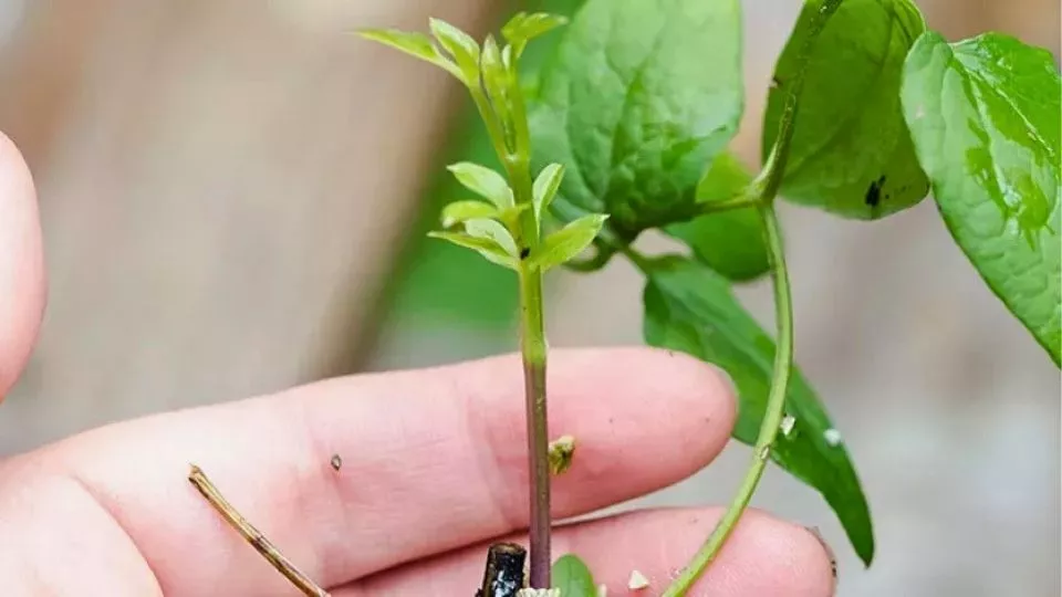 Afbeelding Clematis stekken: zo pak je het aan