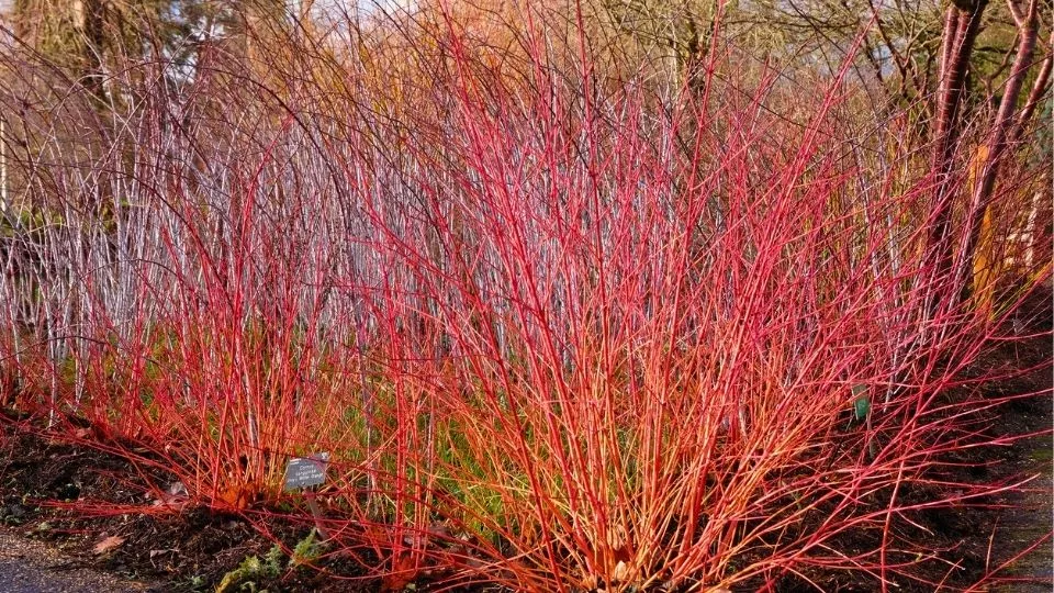 Afbeelding Cornus snoeien (video)