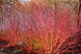 Cornus snoeien (video)