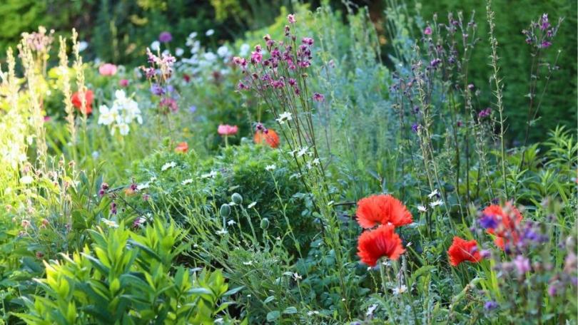 Cottagetuin aanleggen: in 7 stappen naar een romantische bloementuin