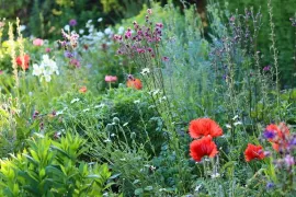 Zaai je eigen cottagetuin met deze klassieke bloemen