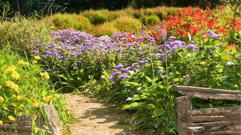 Cottagetuin aanleggen: in 7 stappen naar een romantische bloementuin