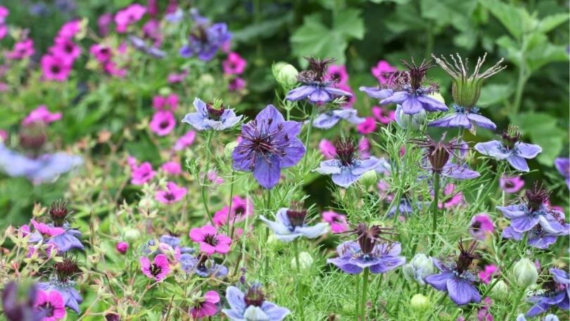 Cottagetuin aanleggen: in 7 stappen naar een romantische bloementuin