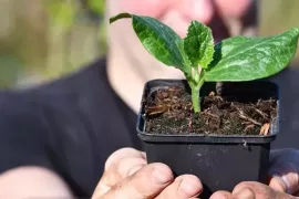 Courgette kweken: van zaaien tot oogst, zo haal je alles uit je plant