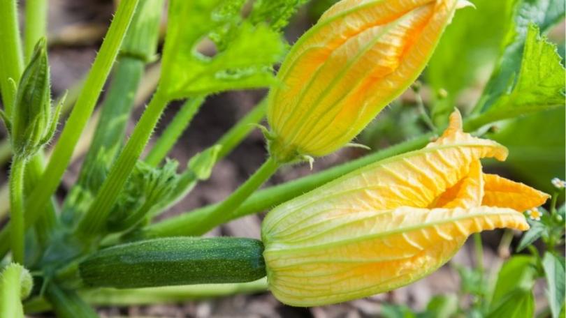 Courgette kweken: van zaaien tot oogst, zo haal je alles uit je plant