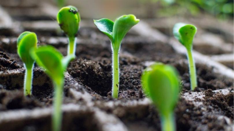 Courgette kweken: van zaaien tot oogst, zo haal je alles uit je plant