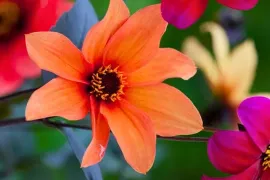 Dahlia’s zaaien: ook een optie