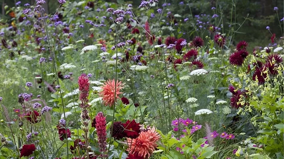 Afbeelding Beplantingsplan voor border in felle kleuren