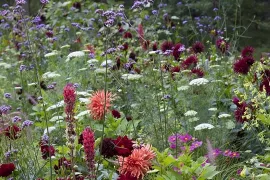Beplantingsplan voor border in felle kleuren