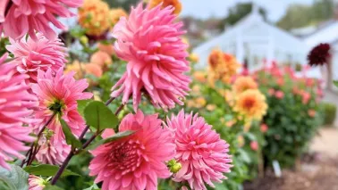 Dahlia’s planten: leg nu de basis voor een lange bloei