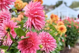 Dahlia’s planten: leg nu de basis voor een lange bloei