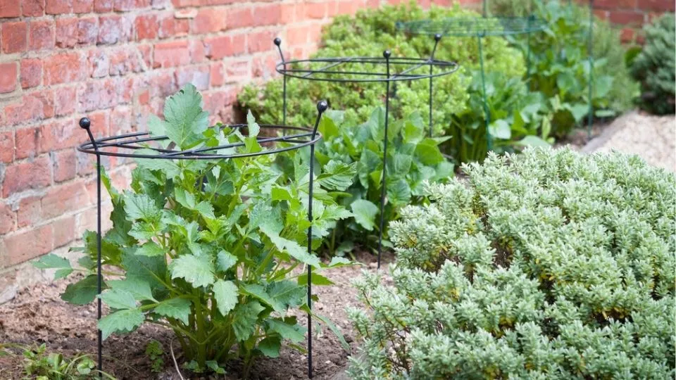 Afbeelding Vaste planten ondersteunen in mei: voorkom omvallende bloemen