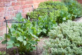Vaste planten ondersteunen in mei: voorkom omvallende bloemen