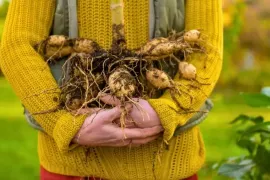 Dahlia’s rooien en overwinteren: zo overleven je knollen de winter
