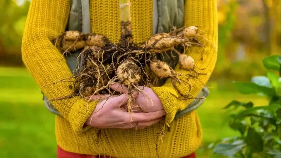 Afbeelding Dahlia’s rooien en overwinteren: zo overleven je knollen de winter