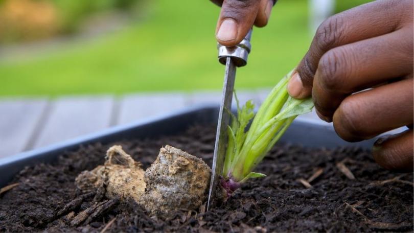 Dahlia’s stekken: begin in maart of april met voortrekken