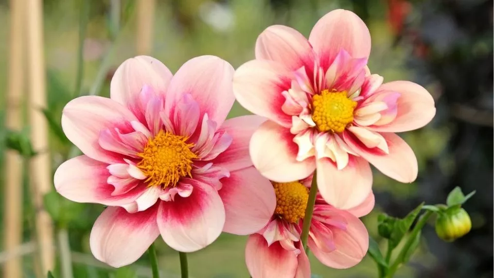 Afbeelding Dahlia’s stekken: begin in maart of april met voortrekken