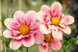 Dahlia’s stekken: begin in maart of april met voortrekken