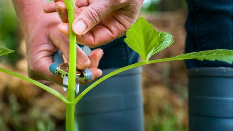 Dahlia’s planten: leg nu de basis voor een lange bloei