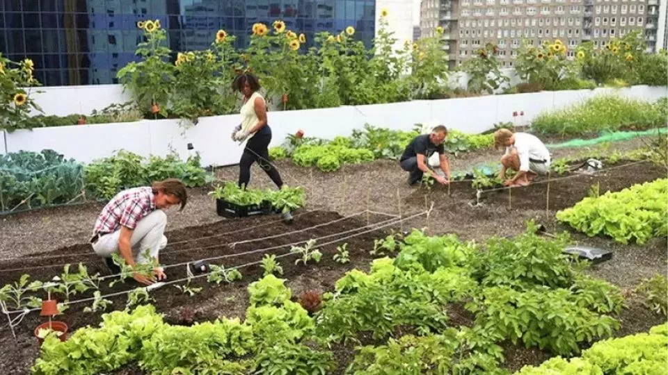 Afbeelding 6 bijzondere moestuinen om te bezoeken in Nederland en Vlaanderen