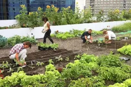 6 bijzondere moestuinen om te bezoeken in Nederland en Vlaanderen
