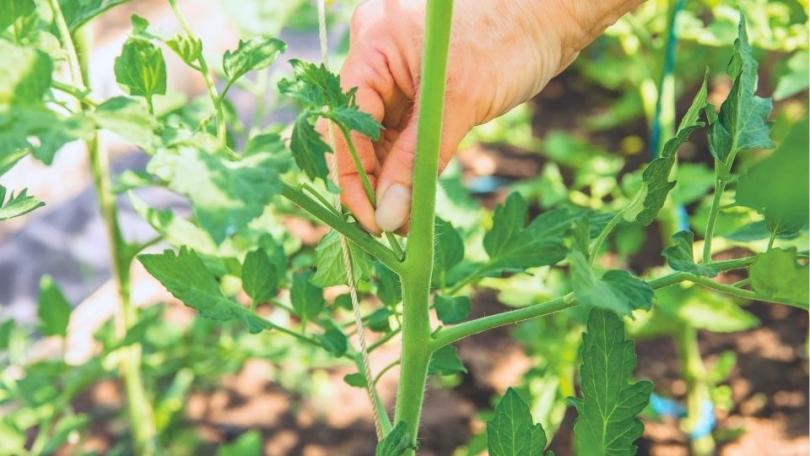 Tuinklussen in juni: 18 klussen voor de drukste tuinmaand