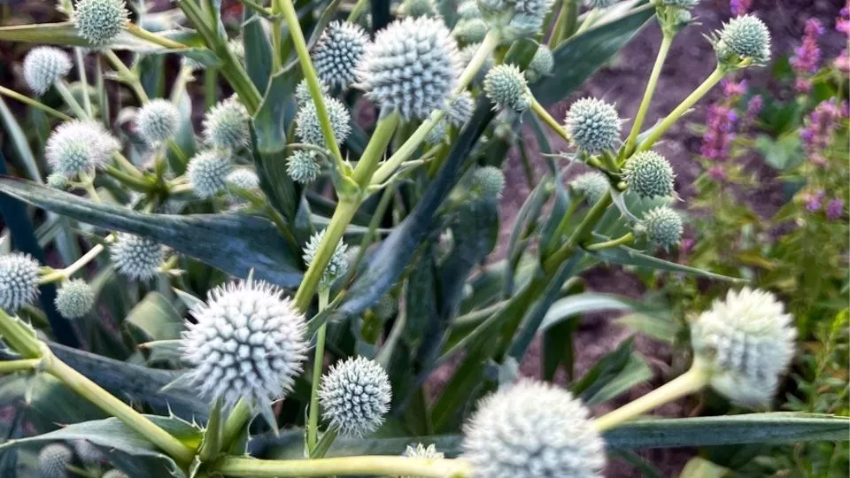 Afbeelding Meer bijen en vlinders in je tuin? Zaai distels in het voorjaar en najaar