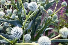 Meer leven in je tuin? Zaai distels in het voorjaar en najaar