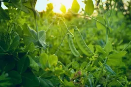 Doperwten zaaien: begin in februari voor een vroege oogst