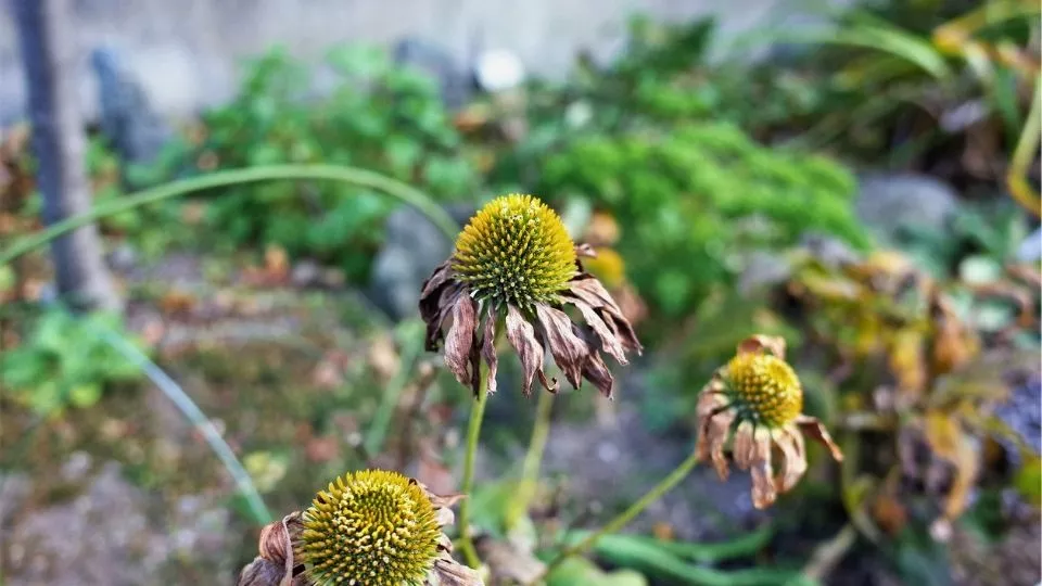 Afbeelding Planten die droogte aankunnen (en wat je nu al kunt doen)
