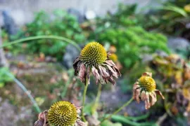 Planten die droogte aankunnen (en wat je nu al kunt doen)