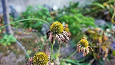 Planten die droogte aankunnen (en wat je nu al kunt doen)